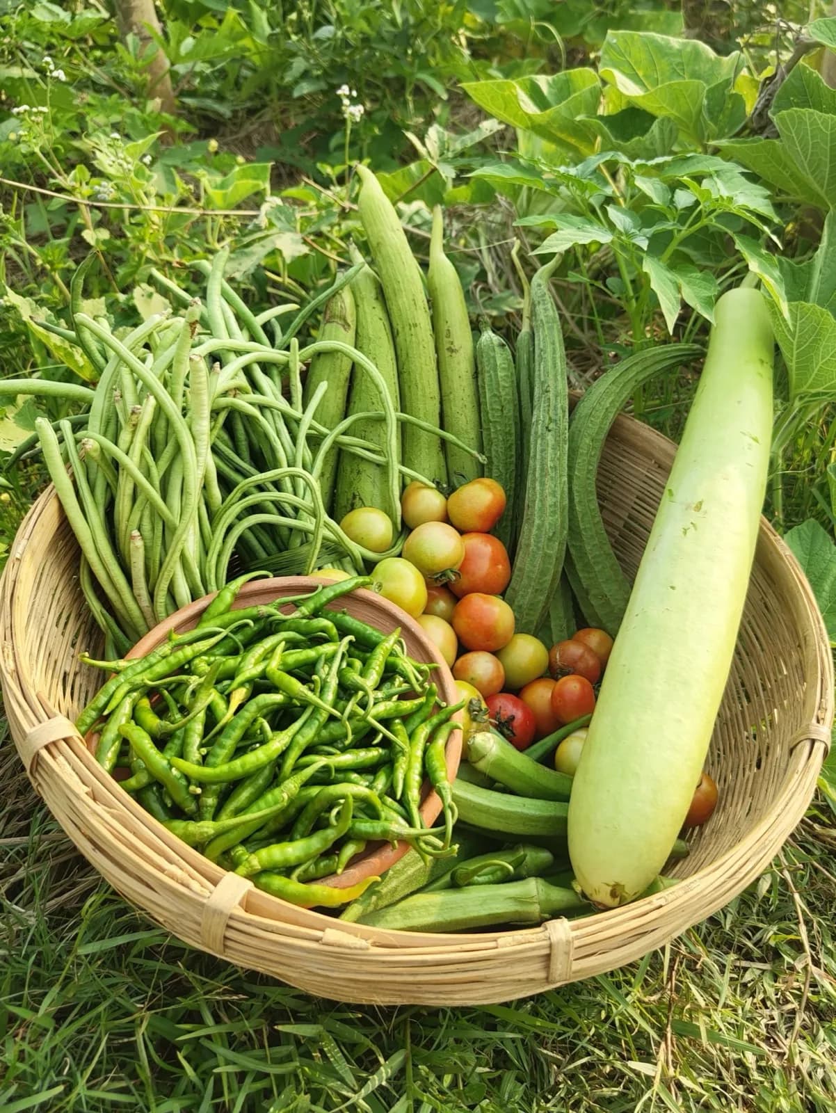A bamboo basket of freshly picked beans, gourds, tomatoes and chillies